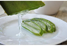 Aloe Vera en Lanzarote – Planta de curación natural Aloe Vera en Lanzarote – Planta de curación natural