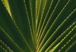 Aloe Vera auf Lanzarote: Vom Wüstenkind zur Insel-Ikone