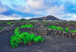 La Geria – Weinbau im Lavafeld La Geria – Weinbau im Lavafeld